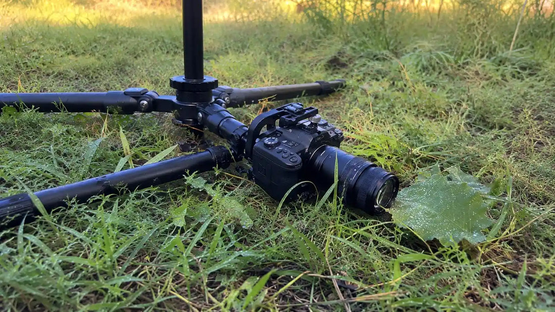 Trépied photo positionné au ras du sol pour une prise de vue macro sur une feuille couverte de rosée